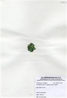 藏品(寬珊藻)的圖片